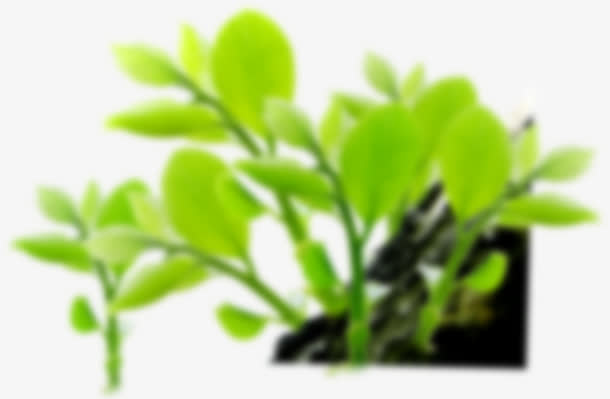 朦胧的小嫩芽免抠