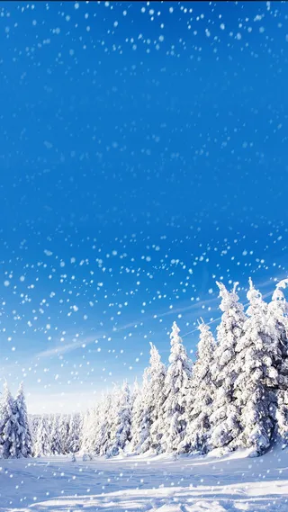 冬天雪松背景高清