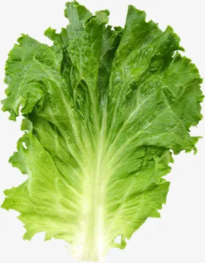 绿色生菜新鲜蔬菜免抠