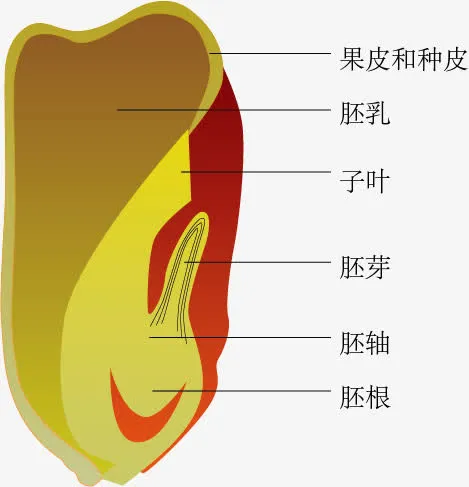 玉米种子剖面免抠