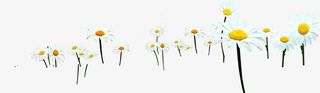 春天雏菊花朵装饰免抠