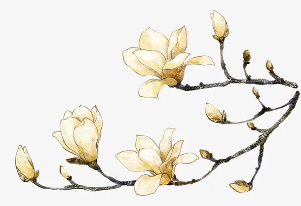玉兰白玉兰树枝花苞免抠