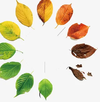 树叶免抠