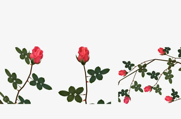 粉色玫瑰花枝免抠