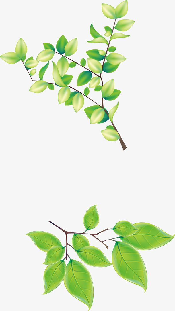 树枝 树叶免抠