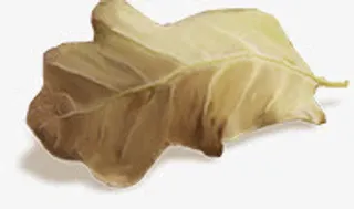 秋叶免抠