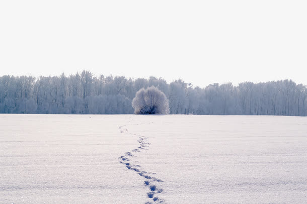 白色的雪地免抠