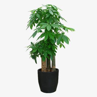 发财树 步步高 绿植 盆栽免抠