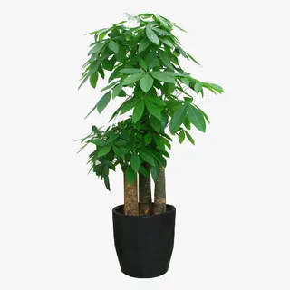 发财树 步步高 绿植 盆栽免抠