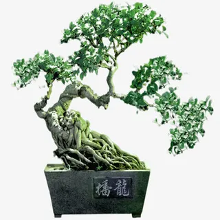 盆栽迎客松图免抠