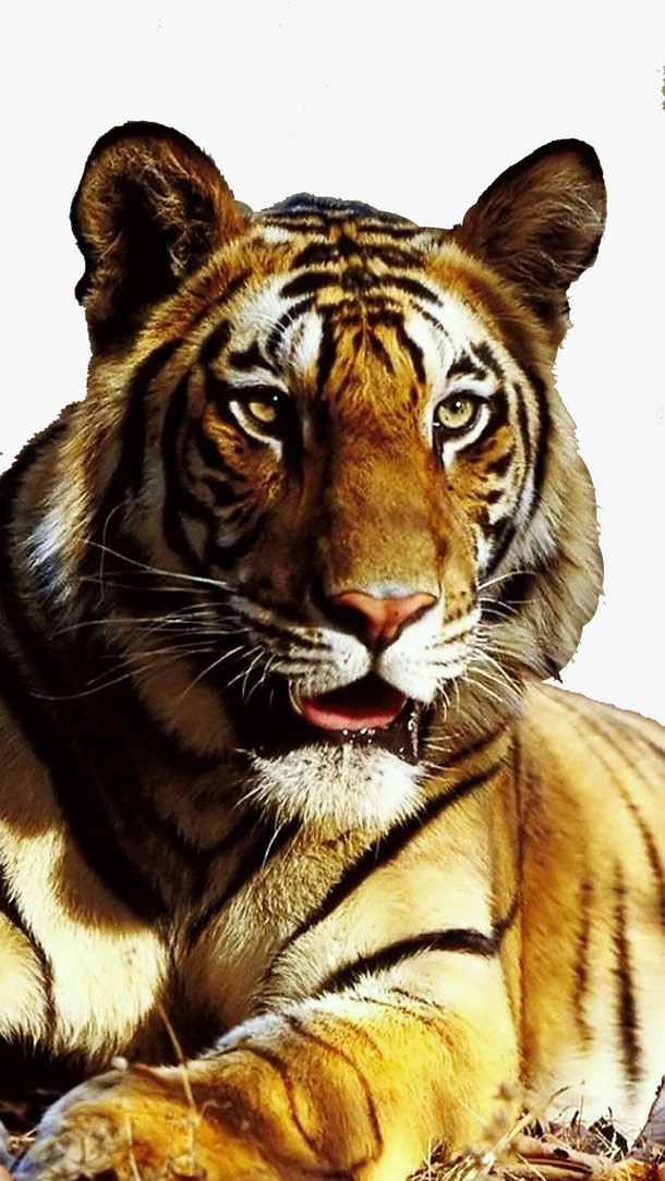 趴在地上的老虎免抠