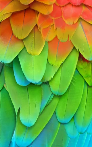 渐变羽毛背景高清