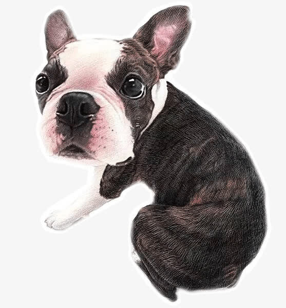 手绘斗牛犬免抠