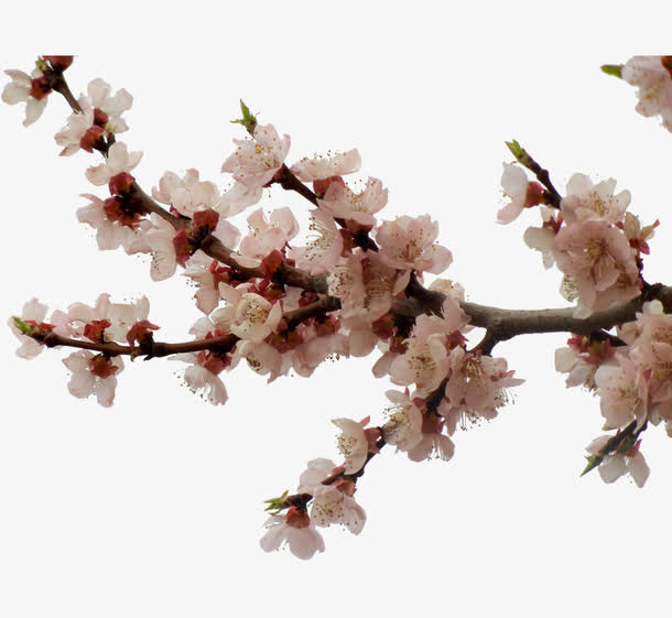 杏花花瓣免抠