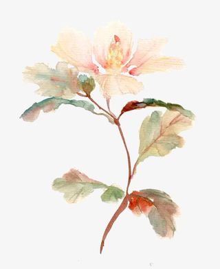 PNG植物花朵装饰免抠