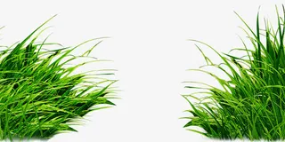 草丛免抠