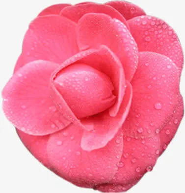 水珠粉色感恩教师节植物效果免抠