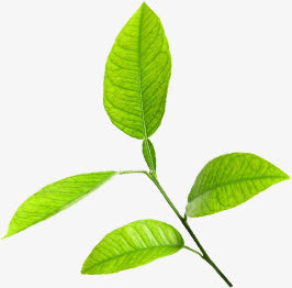 绿色创意春天气息树叶免抠