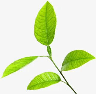 绿色创意春天气息树叶免抠