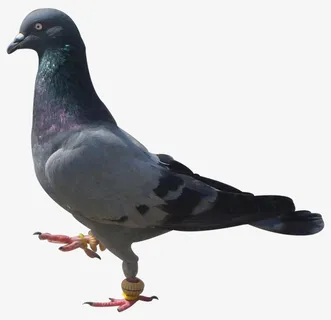 鸽子免抠 鸽子免抠