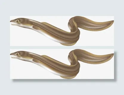 矢量鳝鱼免抠