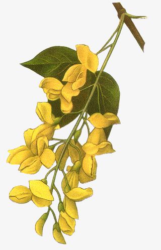 鲜花相框素材抽象花朵素材免抠