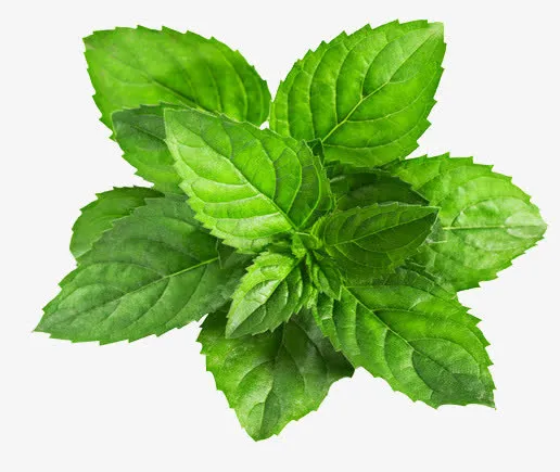 薄荷叶子绿叶夏天免抠
