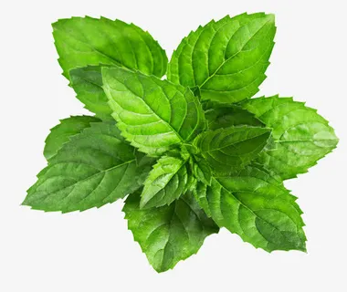 薄荷叶子绿叶夏天免抠