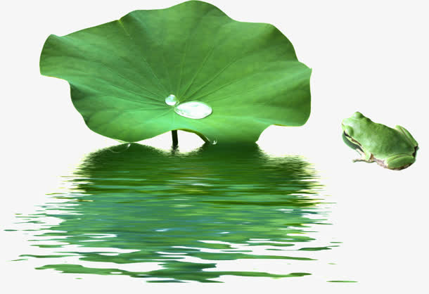 水珠荷叶青蛙免抠
