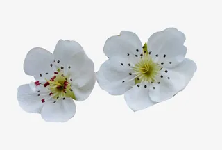 梨花花瓣白色鲜花图片素材免抠