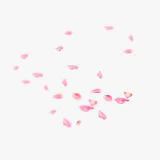 飘落的花瓣免抠