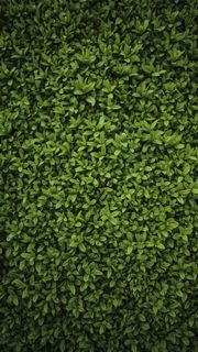 绿色草地纹理摄影H5背景高清