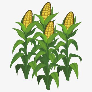 玉米免抠