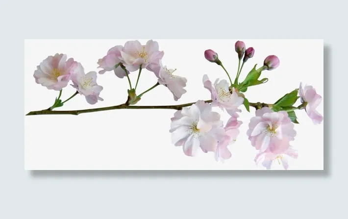 花朵海报背景卡通鲜花素材
