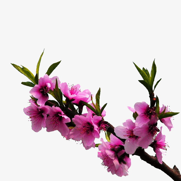 盛开的桃花免抠