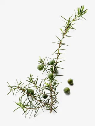 绿色的未成熟杜松子免抠