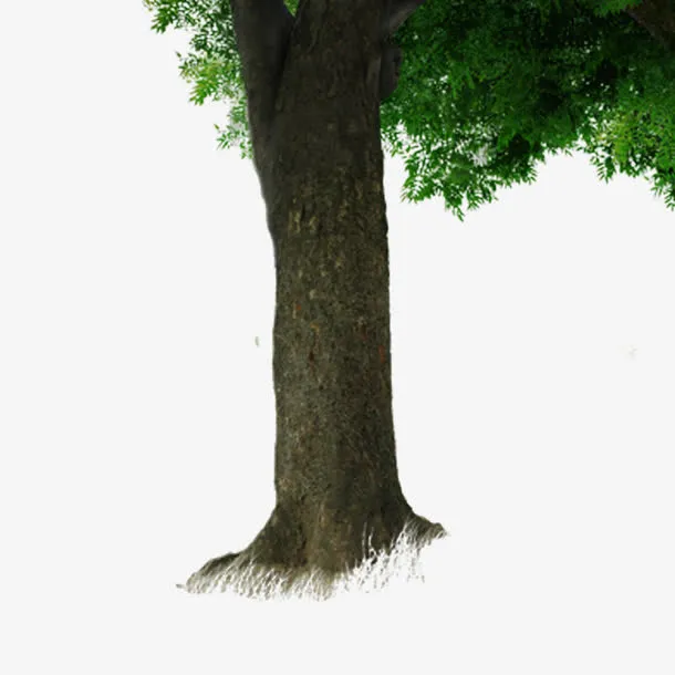 大树树干免抠素材免抠