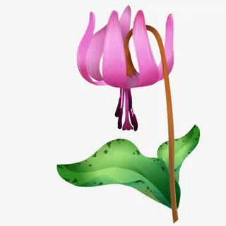 紫色灯笼花免抠