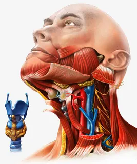 人体甲状腺免抠