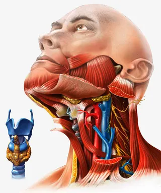 人体甲状腺免抠