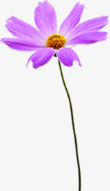 紫色可爱盛开花朵免抠