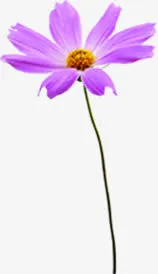 紫色可爱盛开花朵免抠