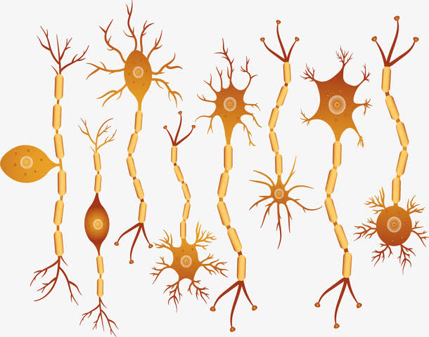 神经元构成免抠