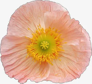 黄色花蕊红叶PNG免抠透明背景免抠