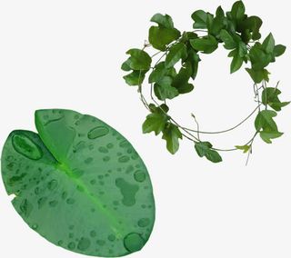 春天的绿叶免抠