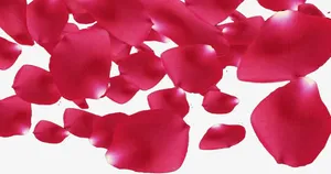 玫瑰花瓣免抠
