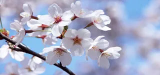 风景背景图高清