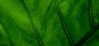 绿叶纹理背景高清