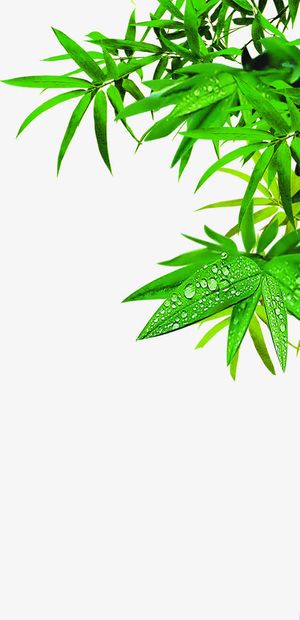 绿色新鲜竹叶露珠艾草端午免抠