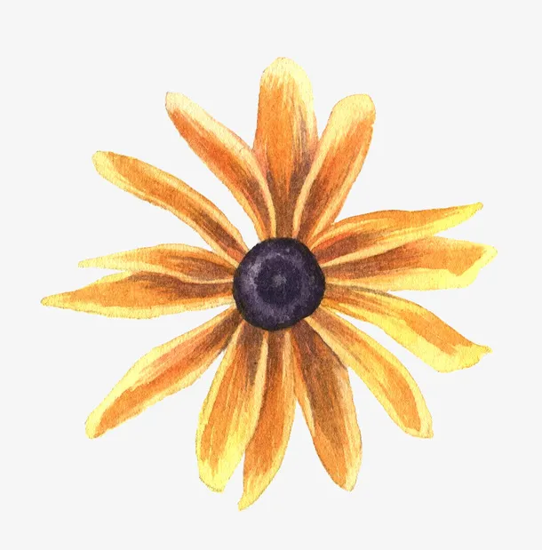 植物花菊花手绘元素免抠